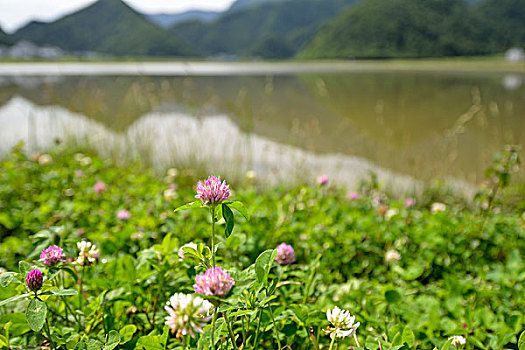 大九湖风光