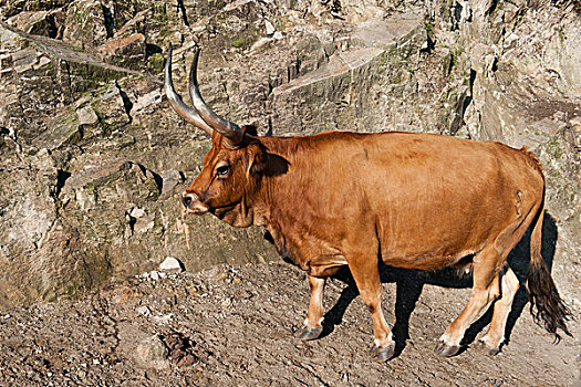 母牛,国家公园,省,葡萄牙,欧洲