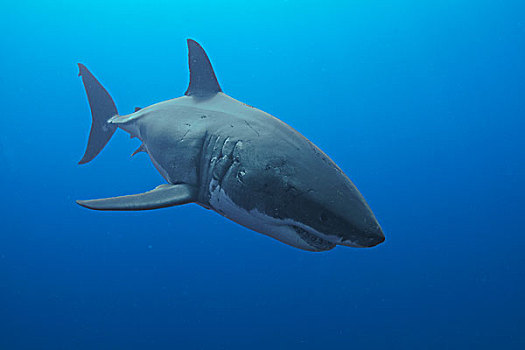 大白鲨,沙鲨属,女性,疤痕,顶着,交配,瓜达卢佩岛,墨西哥