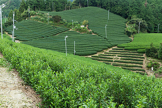 清新,茶,农场