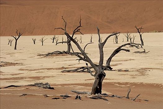 死,干枯,金合欢树,死亡谷,纳米比亚,非洲