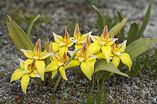 黄花九轮草,兰花,黄色,花,西澳大利亚州,澳大利亚