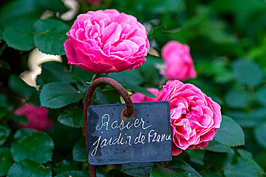 玫瑰,花园,标识,法国