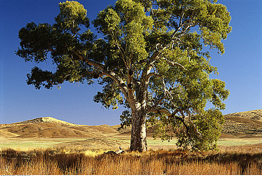 桉树,弗林德斯山国家公园,澳大利亚