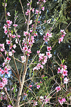 桃花艳,绽放,桃花,花卉,花朵,花,春季,桃树