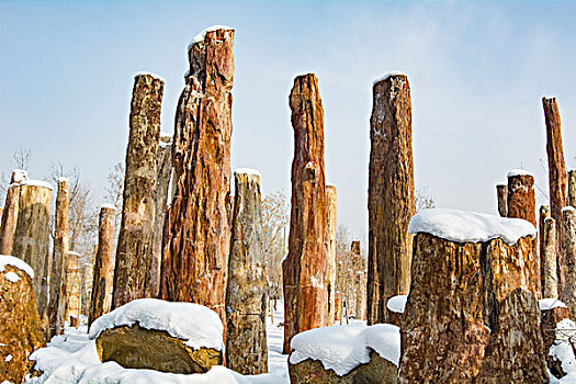 野马古生态园雪景硅化木