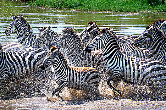 牧群,斑马,水,塞伦盖蒂国家公园,坦桑尼亚