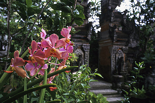 印度尼西亚,巴厘岛,蝴蝶兰,庙宇,背景