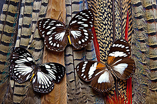 三个,蝴蝶,尾部,羽毛,品种