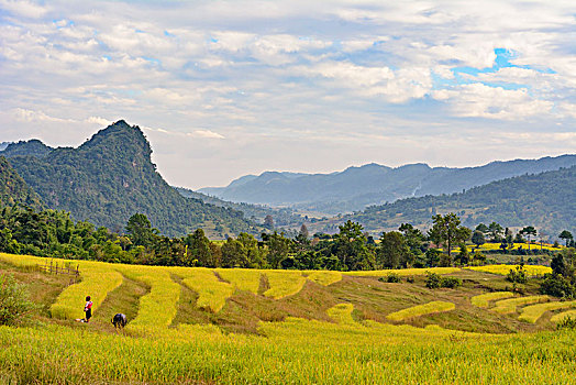 卡劳,稻田,树,山,农民,掸邦,缅甸