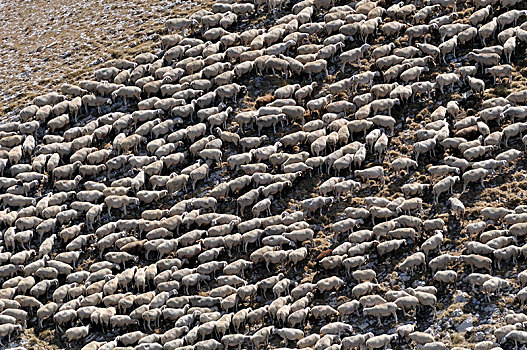 羊群,一起,靠近,普罗旺斯,区域,法国,欧洲