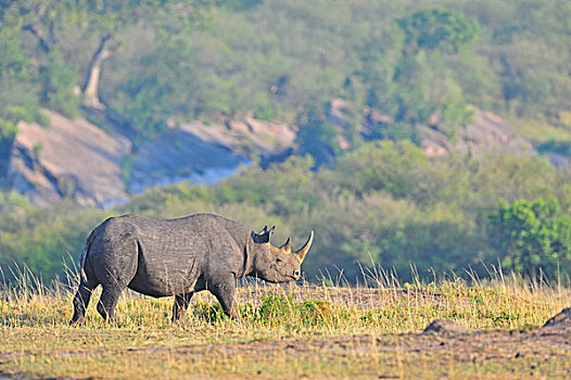 黑犀牛,犀牛,马赛马拉国家保护区,肯尼亚,非洲