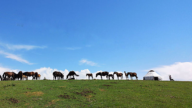 蓝天草原与马群