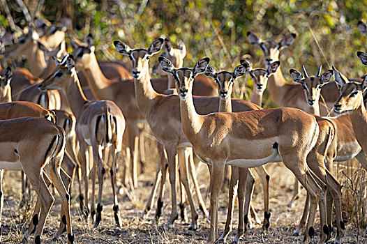 黑斑羚,牧群,雌性,幼兽,南卢安瓜国家公园,赞比亚,非洲