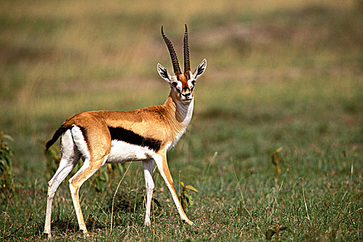 肯尼亚,马塞马拉野生动物保护区,瞪羚,汤氏瞪羚