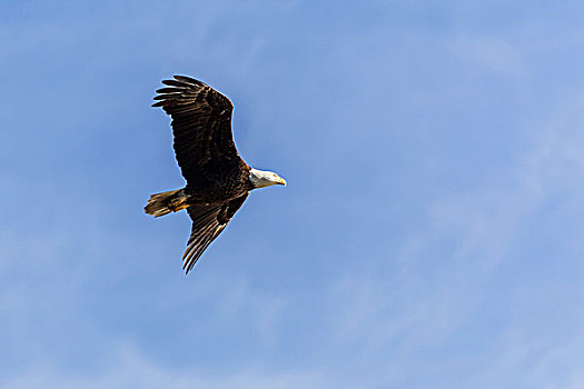 白头鹰,飞,国家野生动植物保护区,佛罗里达,美国,北美