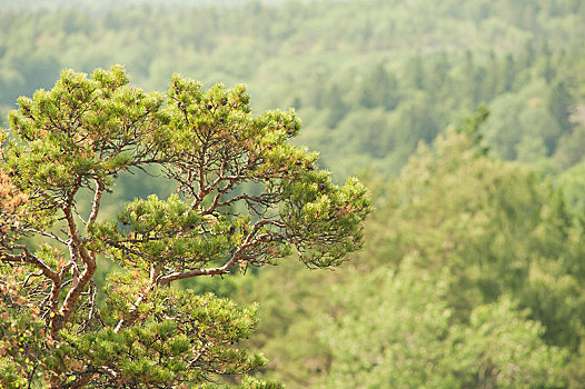 松树,木头,瑞典,欧洲
