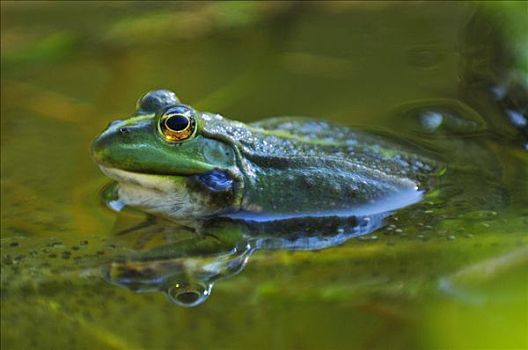 蛙,中国林蛙
