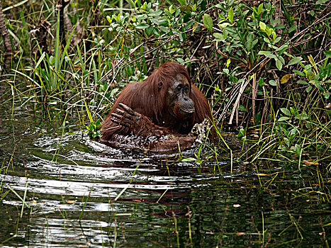 猩猩,黑猩猩,水中,植物,婆罗洲,马来西亚
