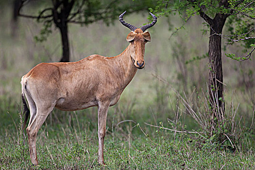 成年,耳,折叠,上方,眼睛,站立,塞伦盖蒂国家公园,坦桑尼亚,非洲