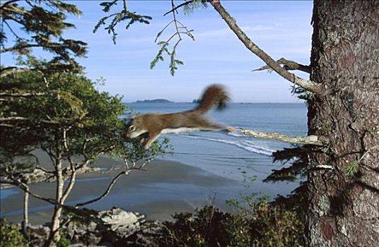 红松鼠,跳跃,树,东方,灰松鼠,格里夸湾,温哥华岛,不列颠哥伦比亚省,加拿大
