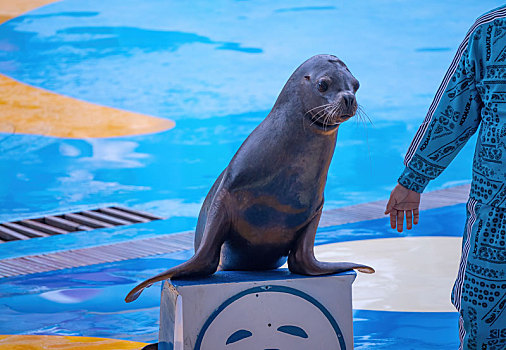 四川成都极地海洋公园正在表演的海狮