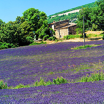 花,薰衣草种植区,乡村,房子,普罗旺斯,法国