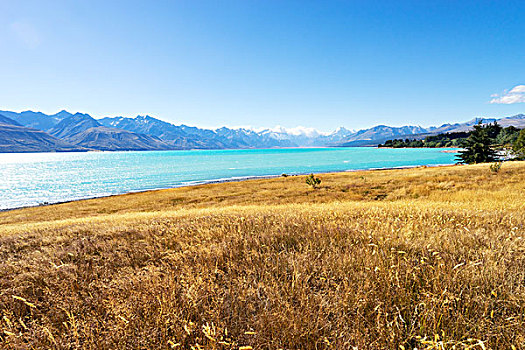草地,靠近,湖,夏天,新西兰