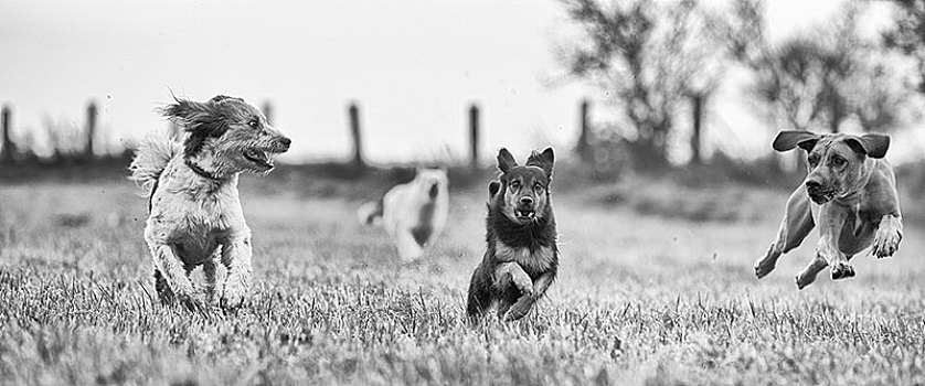 三个,不同,狗,跑,收获地,勃兰登堡,德国,欧洲