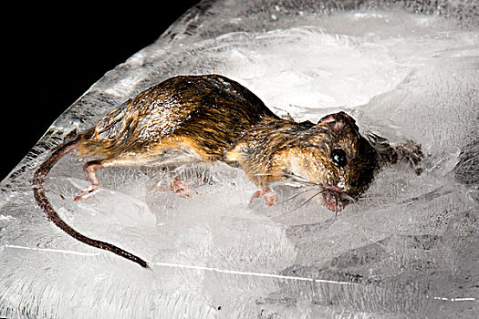 冰冻,老鼠