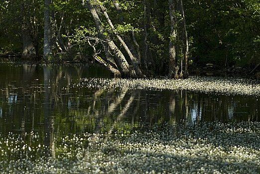 斯堪的纳维亚,瑞典,花,漂浮,沼泽,树,背景