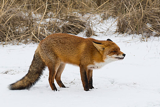 红狐,狐属,雪地,强势,行为,北荷兰,荷兰