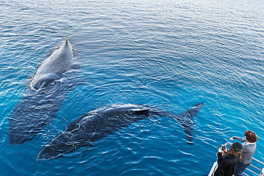 人,船,看,驼背鲸,大翅鲸属,鲸鱼,赫维湾,昆士兰,澳大利亚,大洋洲