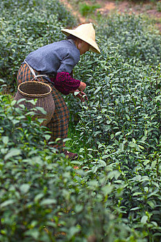 正在采茶的杭州茶农