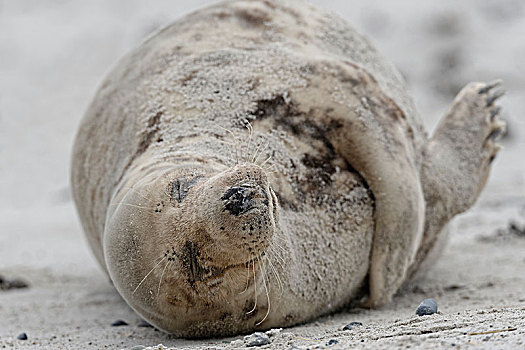 灰海豹,雌性,躺着,沙滩,岛屿,沙丘,赫尔戈兰岛,石荷州,德国,欧洲