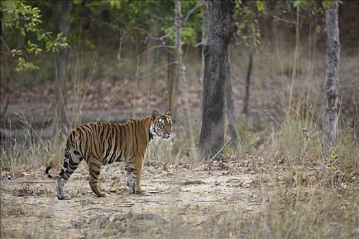 孟加拉虎,虎,女性,树林,班德哈维夫国家公园,中央邦,印度