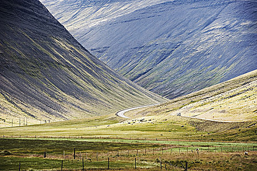 汽车,旅行,弯曲,柏油路,道路,巨大,火山,山谷,地点,绵羊,冰岛