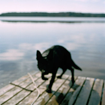 黑色,狗,转,圆,降落,水,就绪,跳跃,首尔