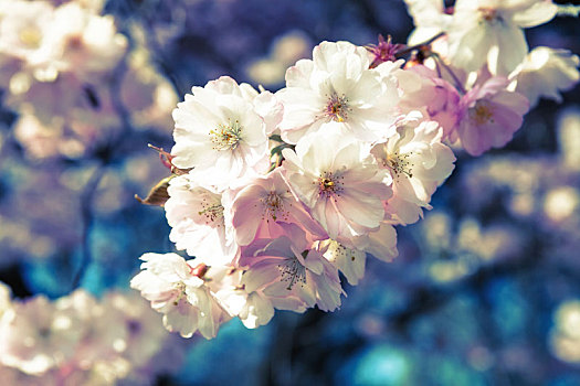 花,樱桃树