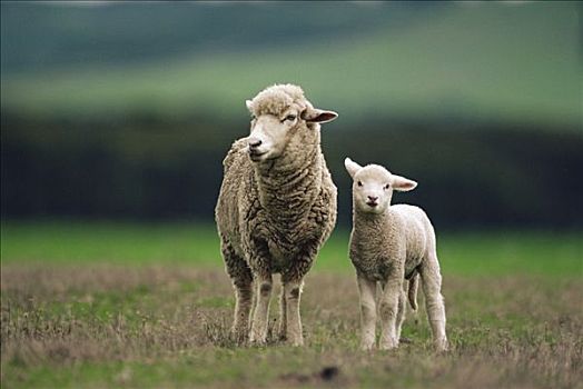 家羊,绵羊,母羊,羊羔,袋鼠,岛屿,澳大利亚