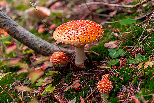 红色,毒蝇伞,白毒蝇鹅膏菌,林中地面,雷尼尔山国家公园,华盛顿,美国,北美