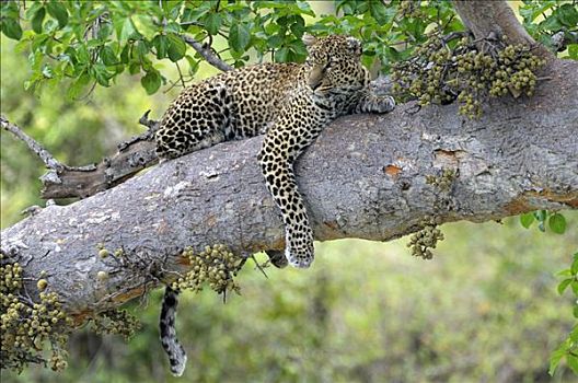 豹,休息,枝条,无花果树,肯尼亚,东非