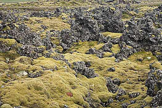 苔藓,遮盖,火山岩,冰岛,欧洲
