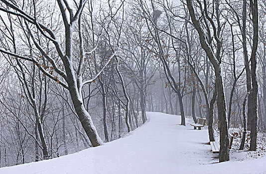 树,积雪,风景