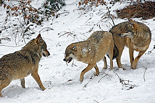 灰狼,狼,三个,展示,支配,强势,波兰