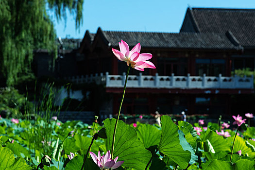 北京什刹西海城市湿地