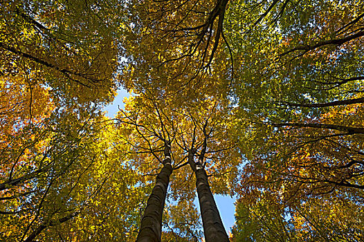 落叶林,欧洲山毛榉,树,秋天,弗兰哥尼阶,瑞士,上弗兰科尼亚,巴伐利亚,德国,欧洲