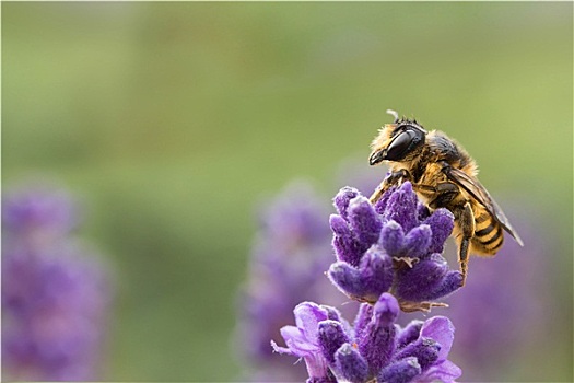 蜜蜂,薰衣草