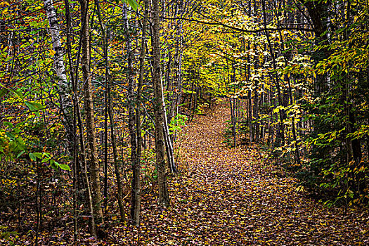 徒步旅行,树林,苔藓,秋天,自然,区域,佛蒙特州,美国