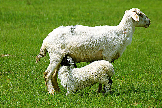草原上生活的羊